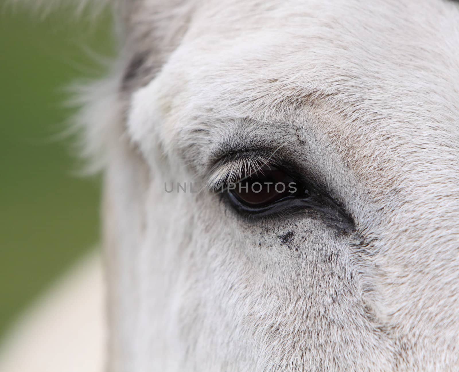 pony's eye
