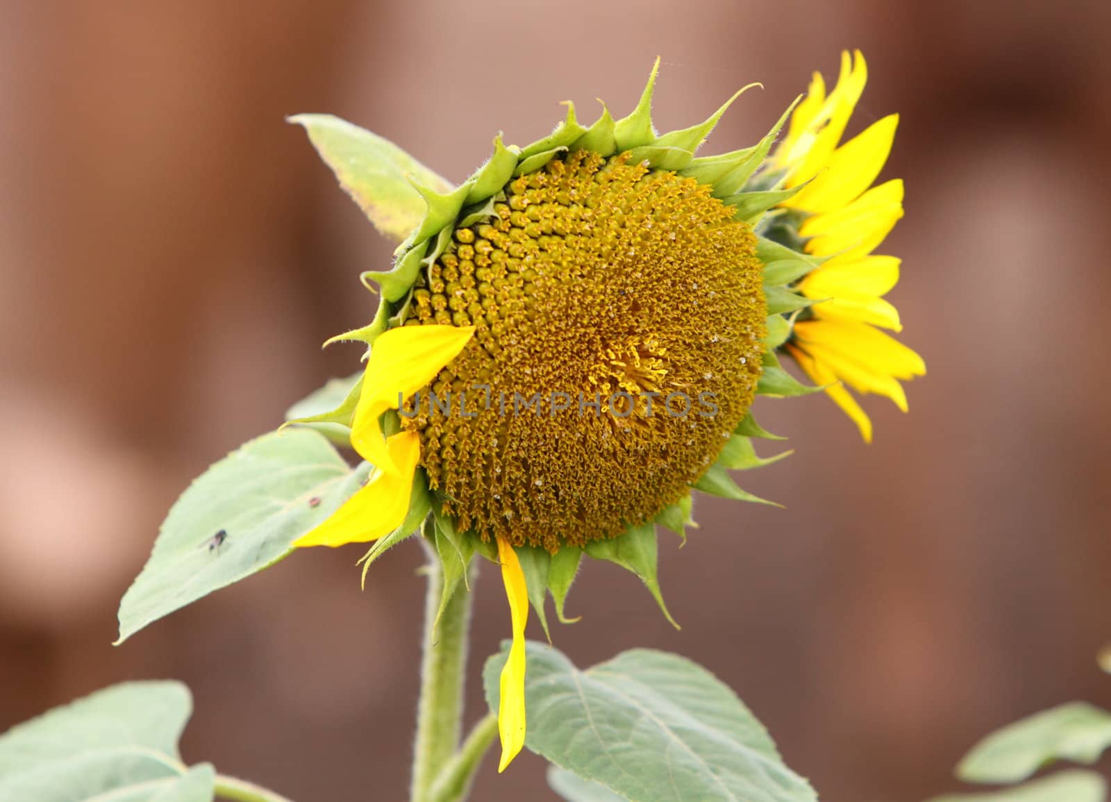 sunflower by mitzy