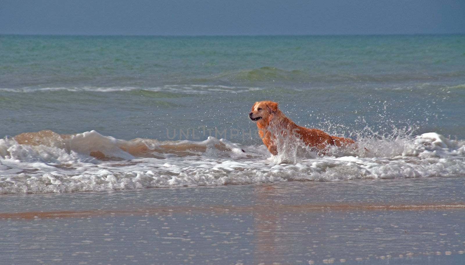 Dog running in the sea by GryT