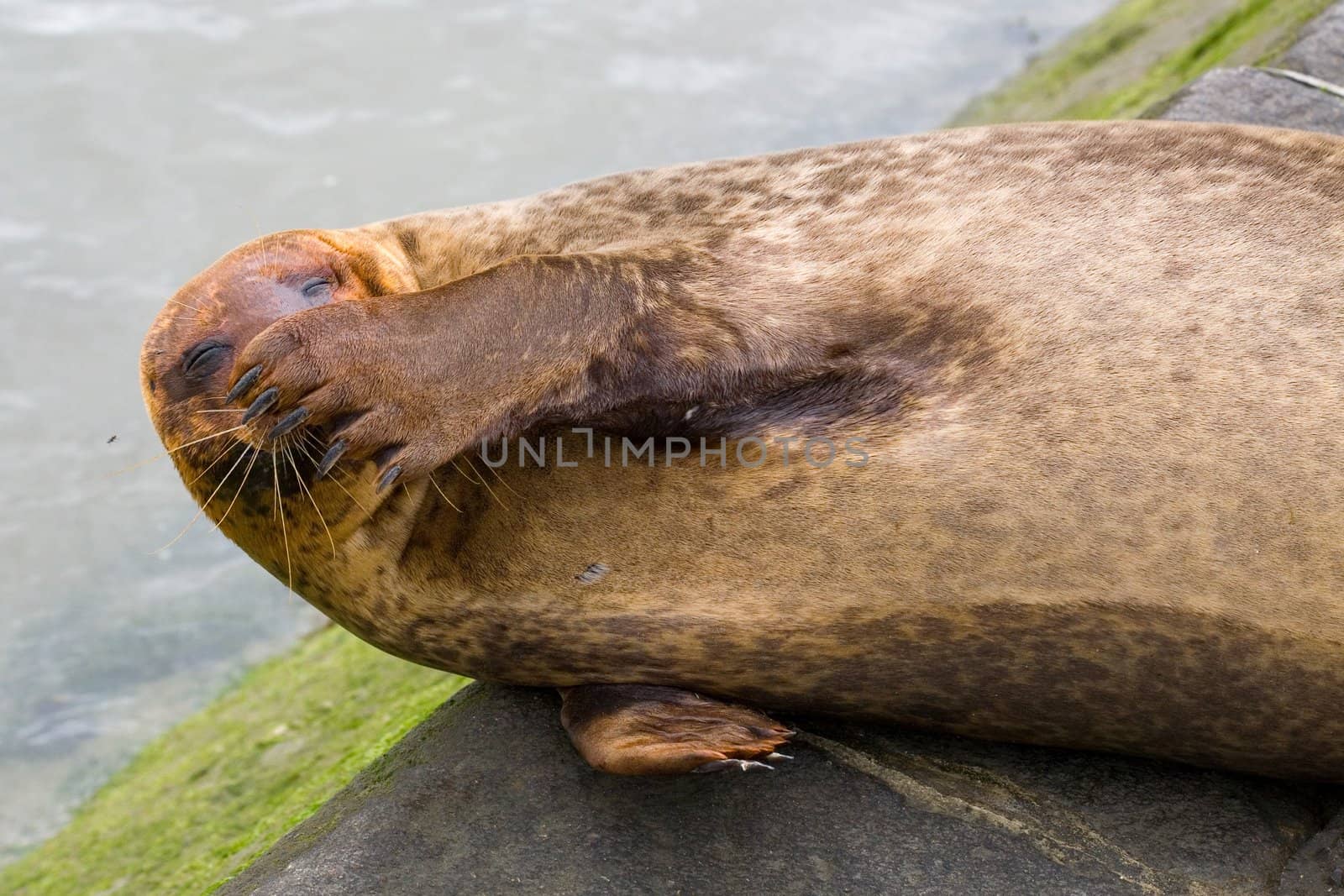 Funny seal laughing at the harbor