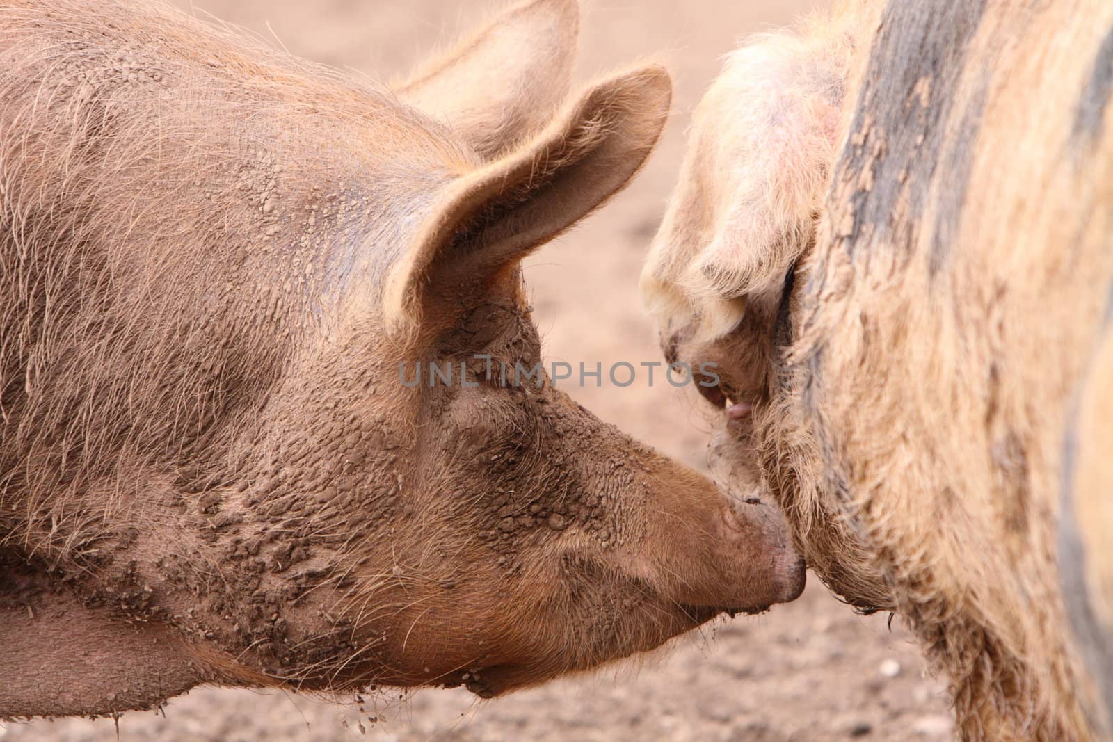 Tamworth pigs