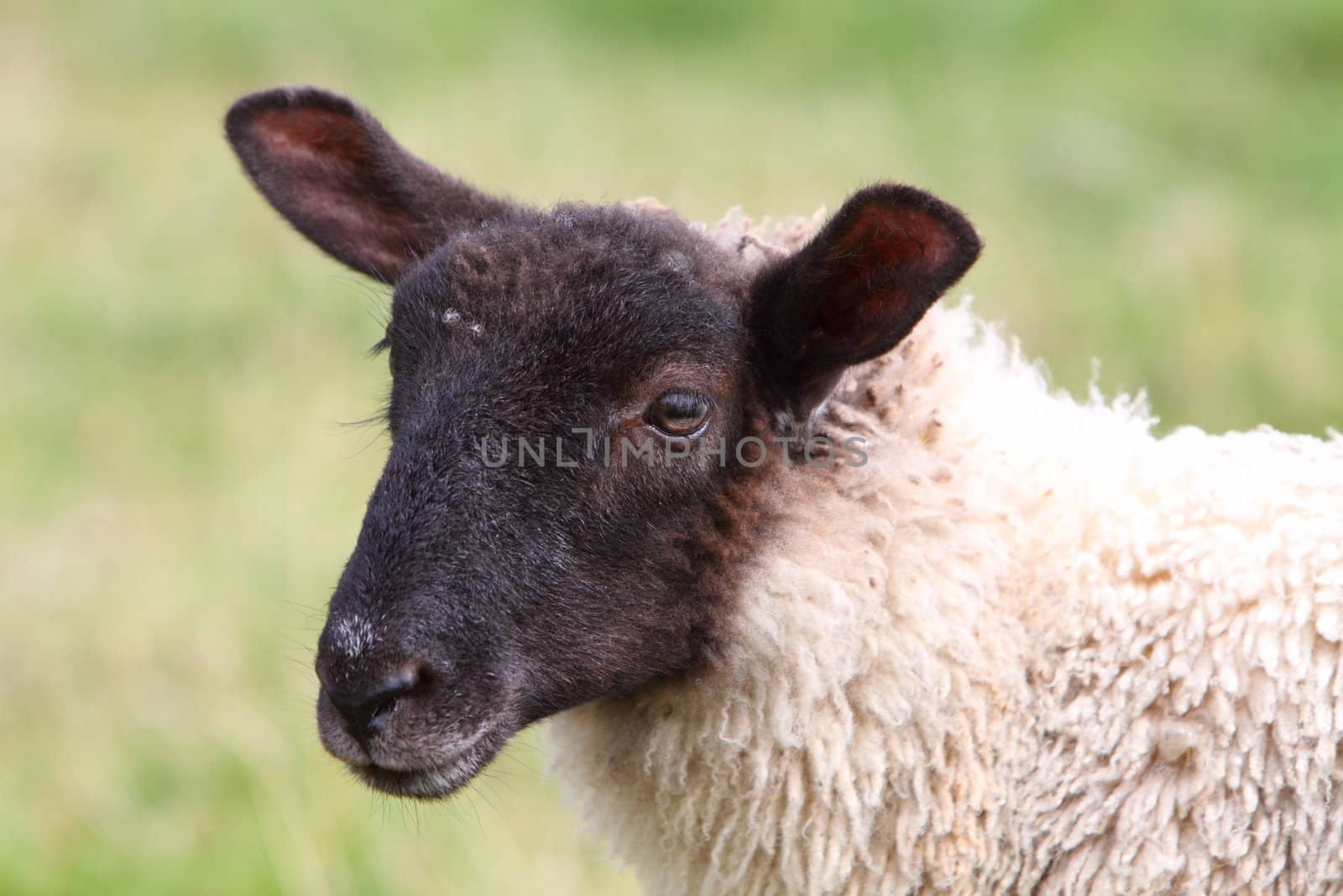 sheep