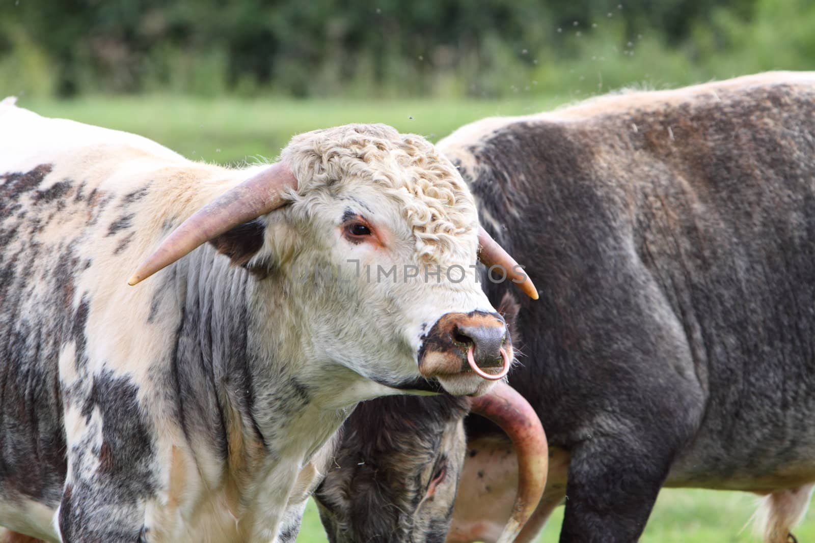 longhorn cattle