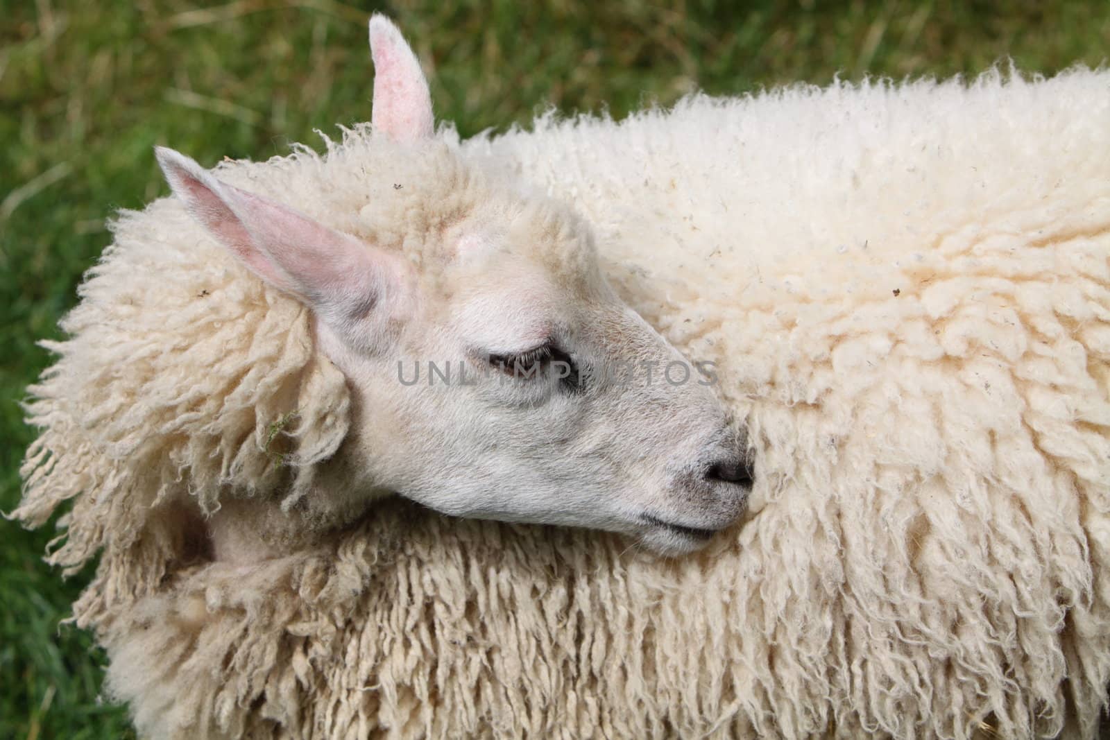 sheep