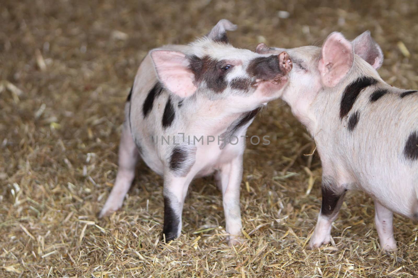 Kune Kune pigs