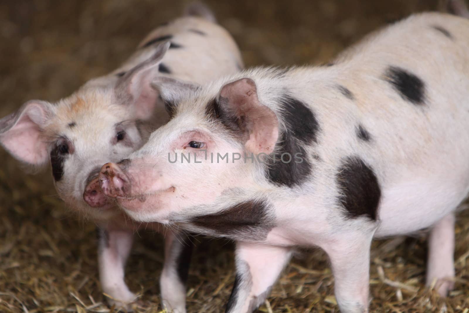 Kune Kune Pigs