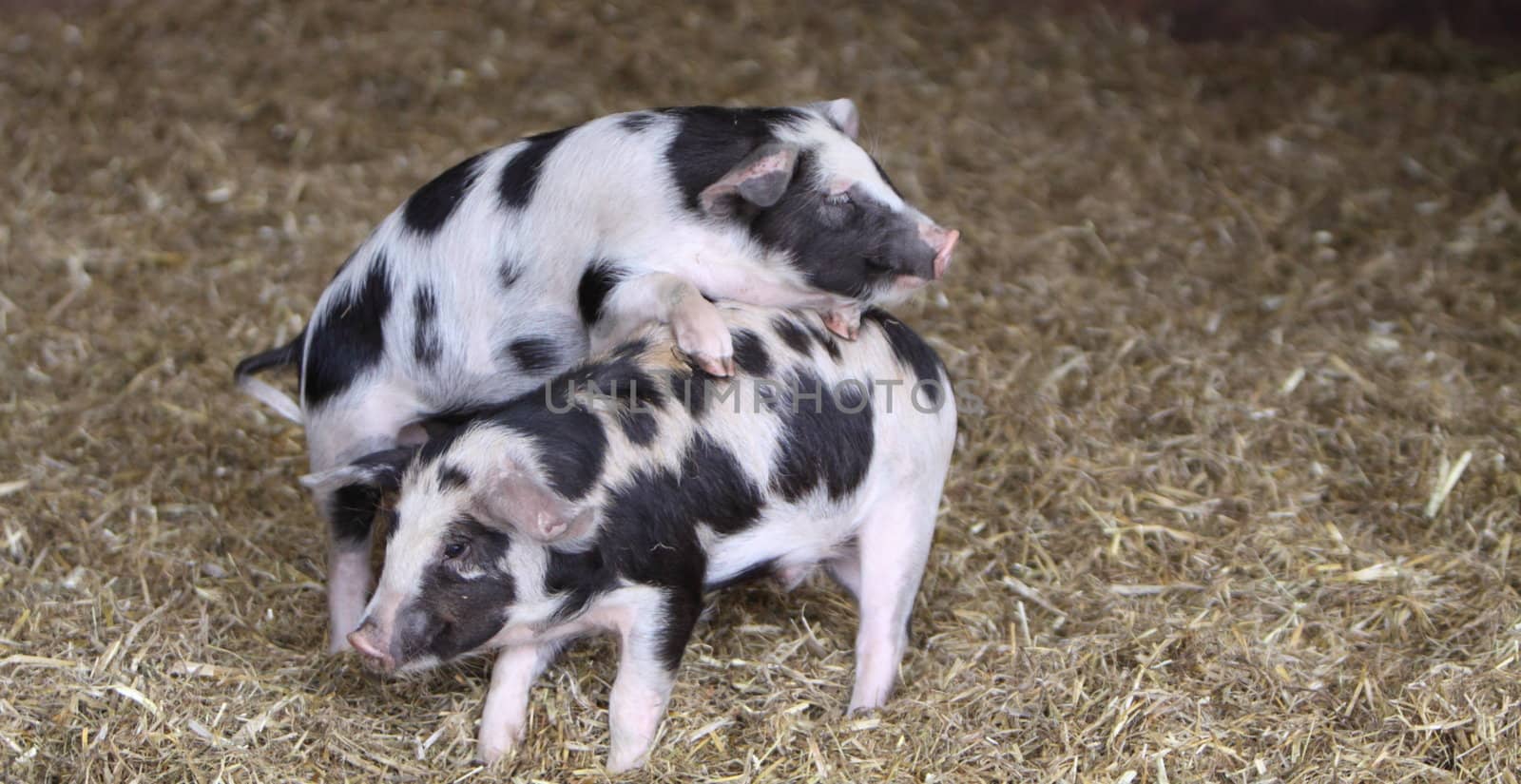 Kune Kune Pigs