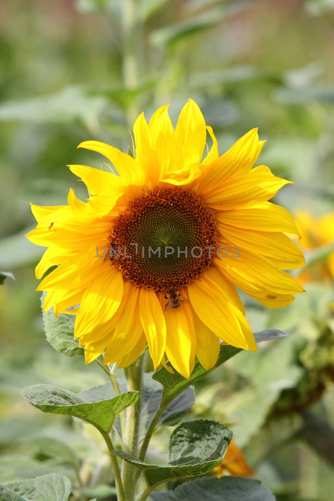 sunflower