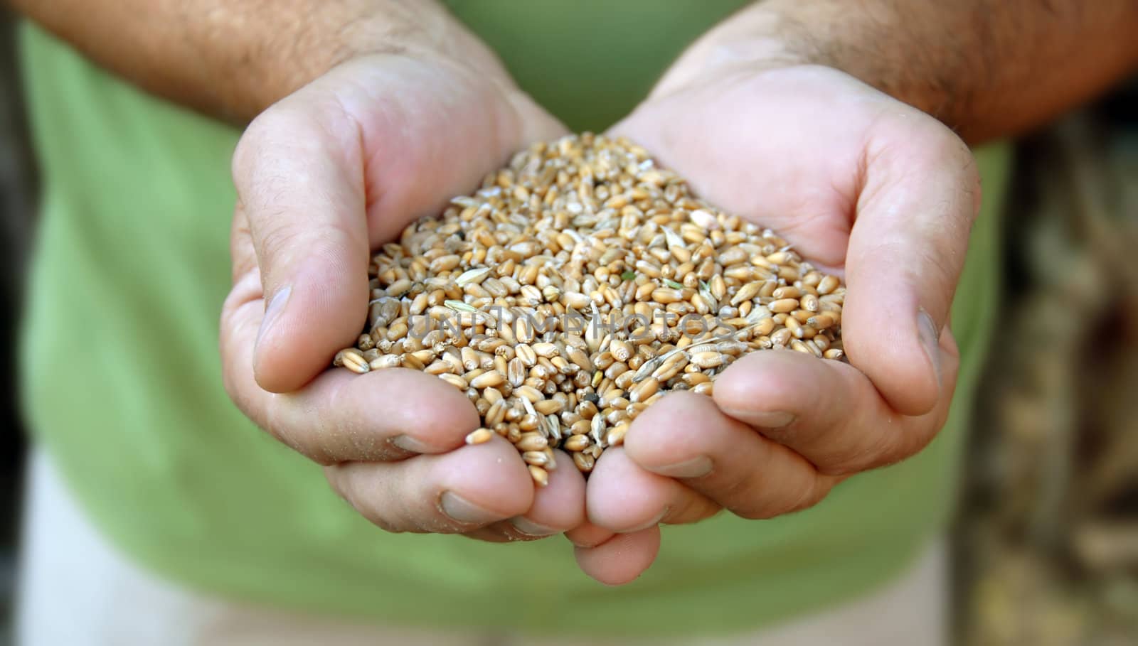 wheat grains in man hands closeup outdoor