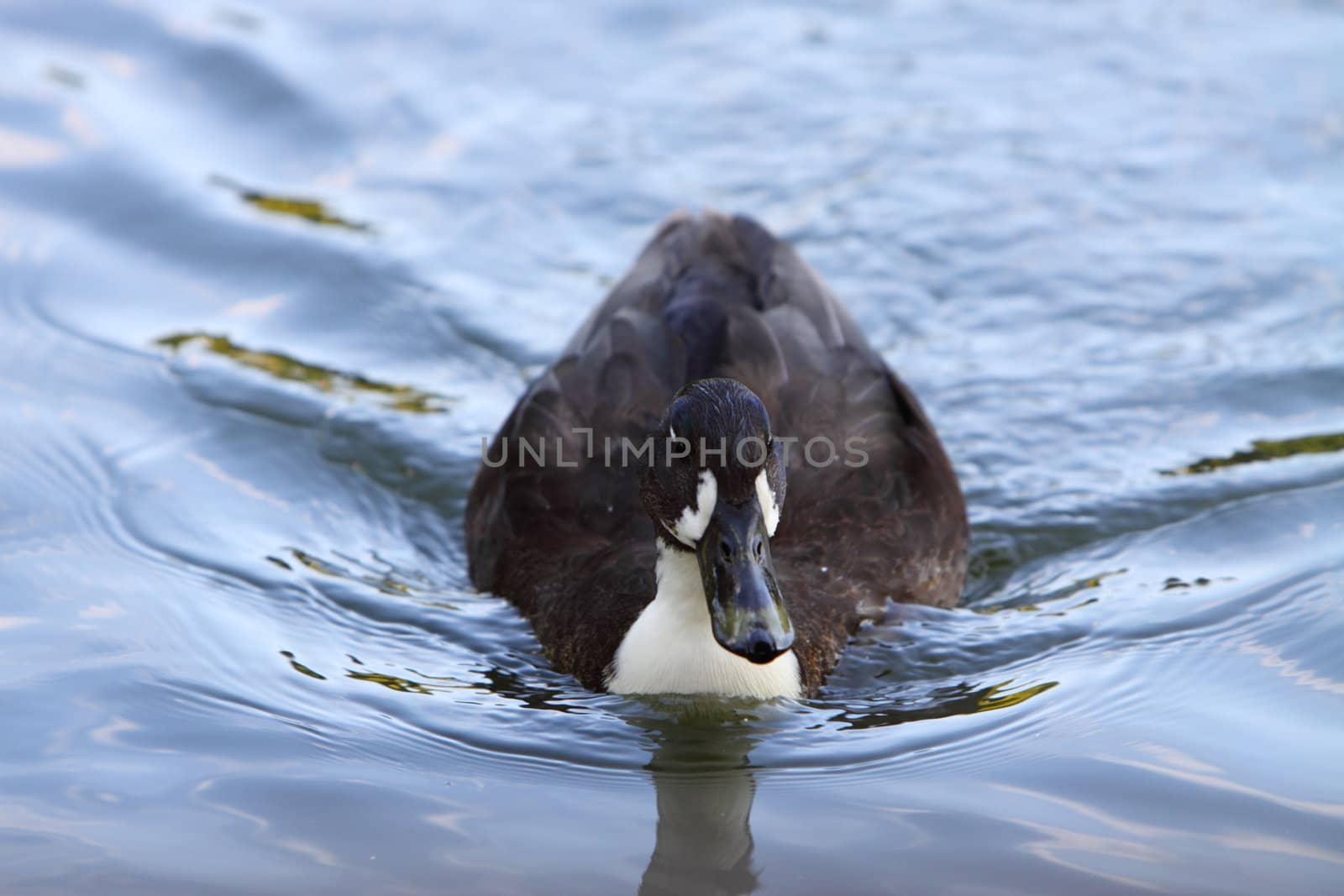 duck