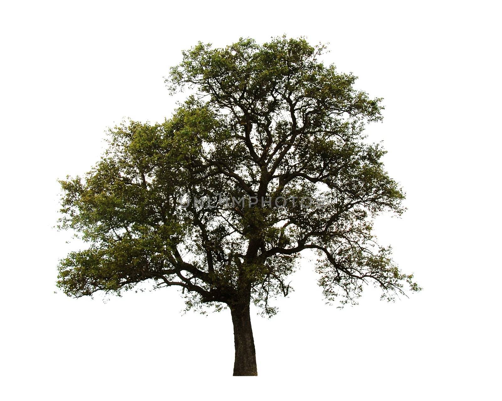 lonely isolated green tree over white background