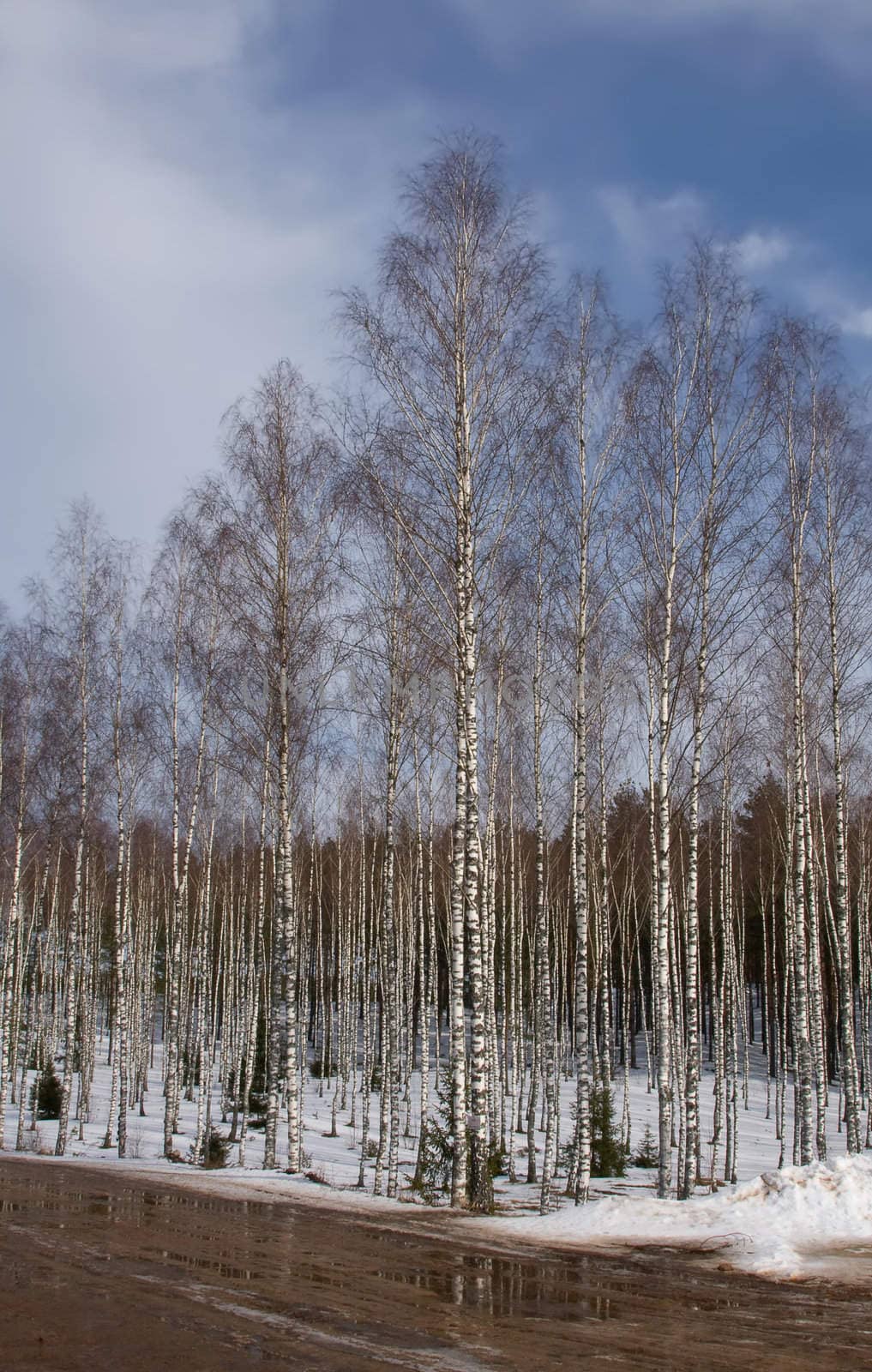 russian birch winter