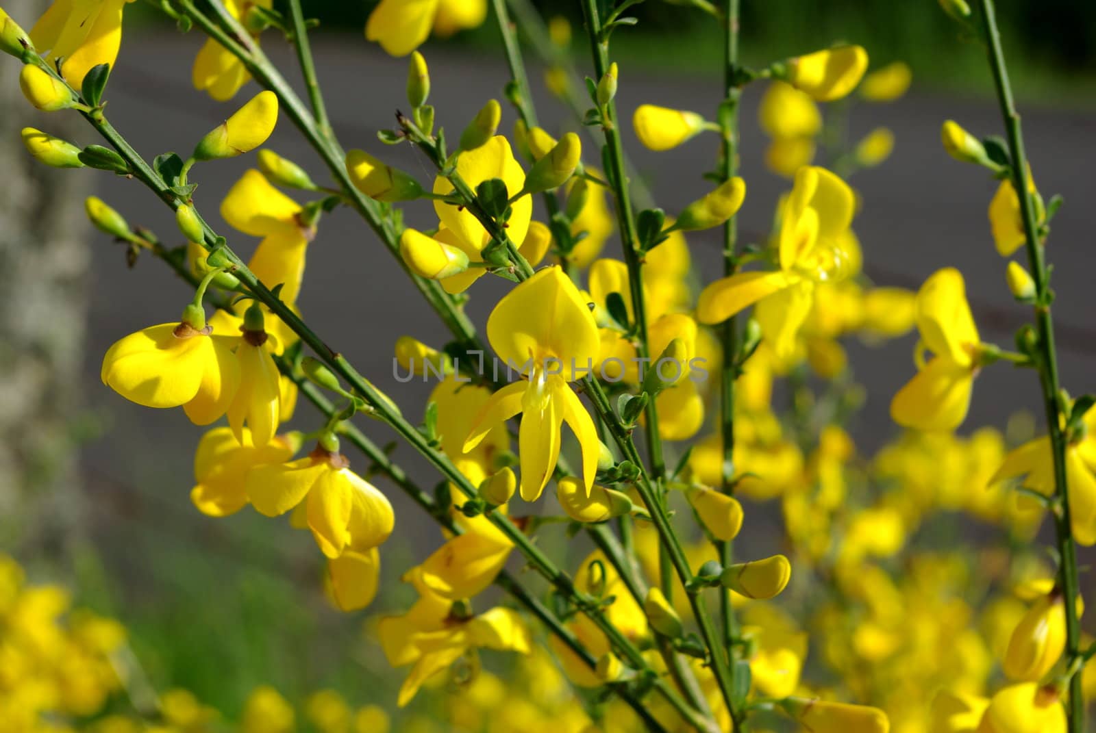 Close-up on many little yellow flowers of a broom bush