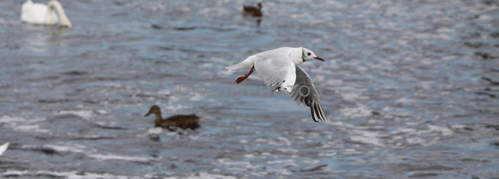 herring gull in flight by mitzy