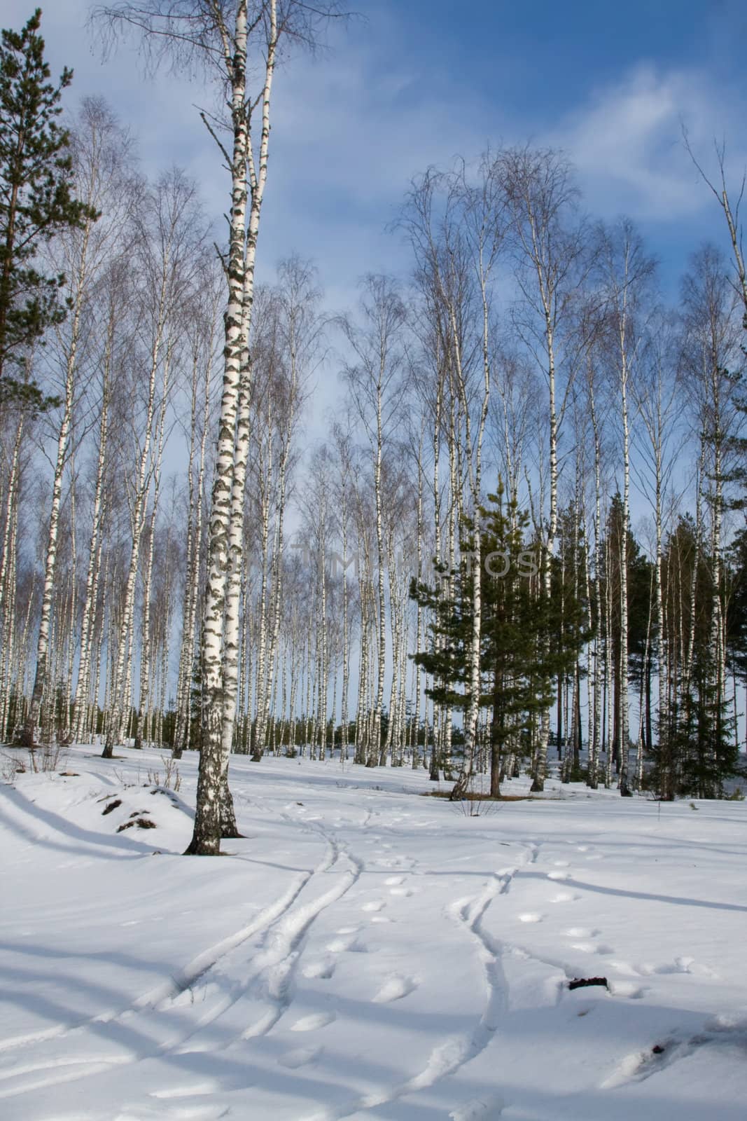 russian birch winter