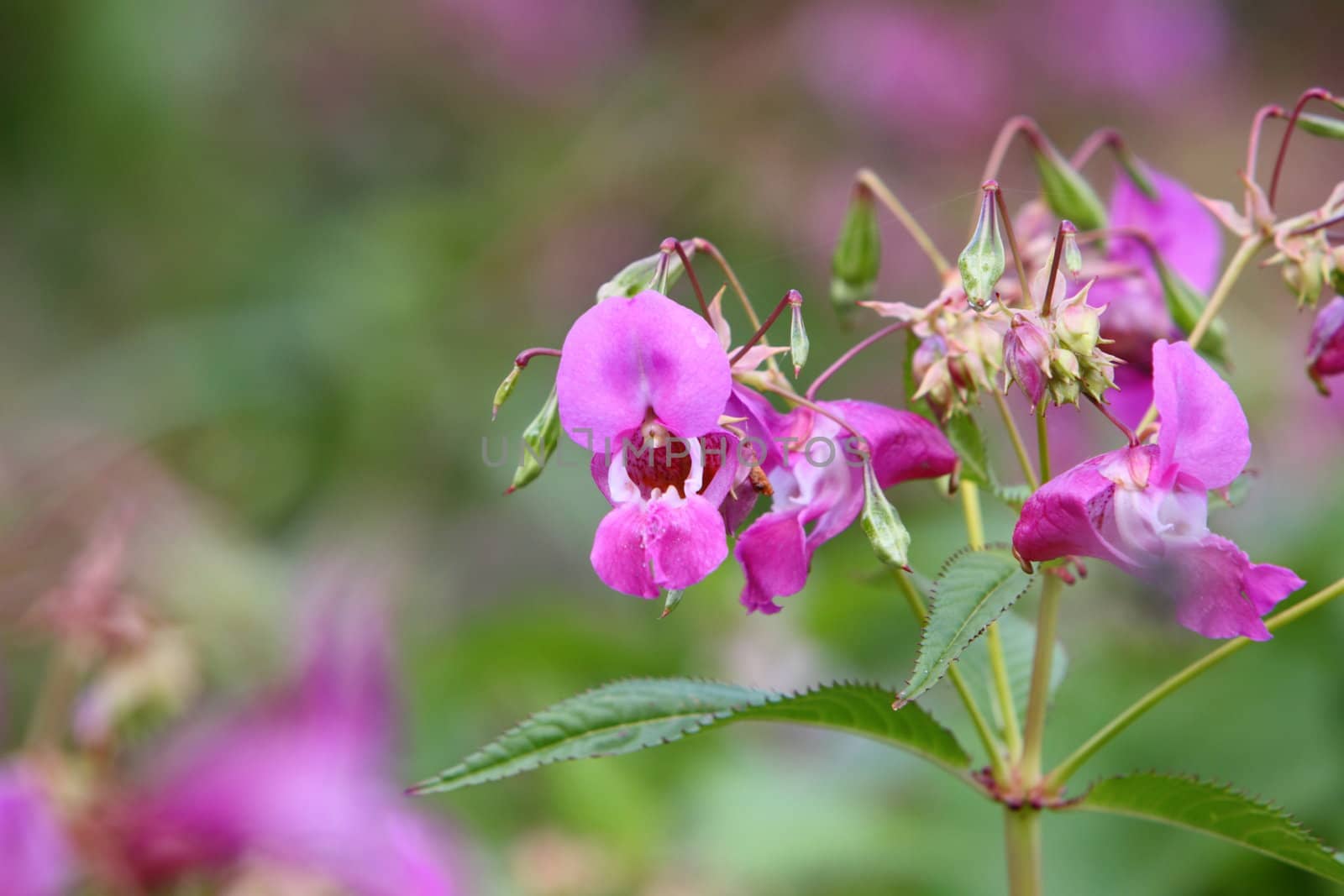 Hedge woundwort