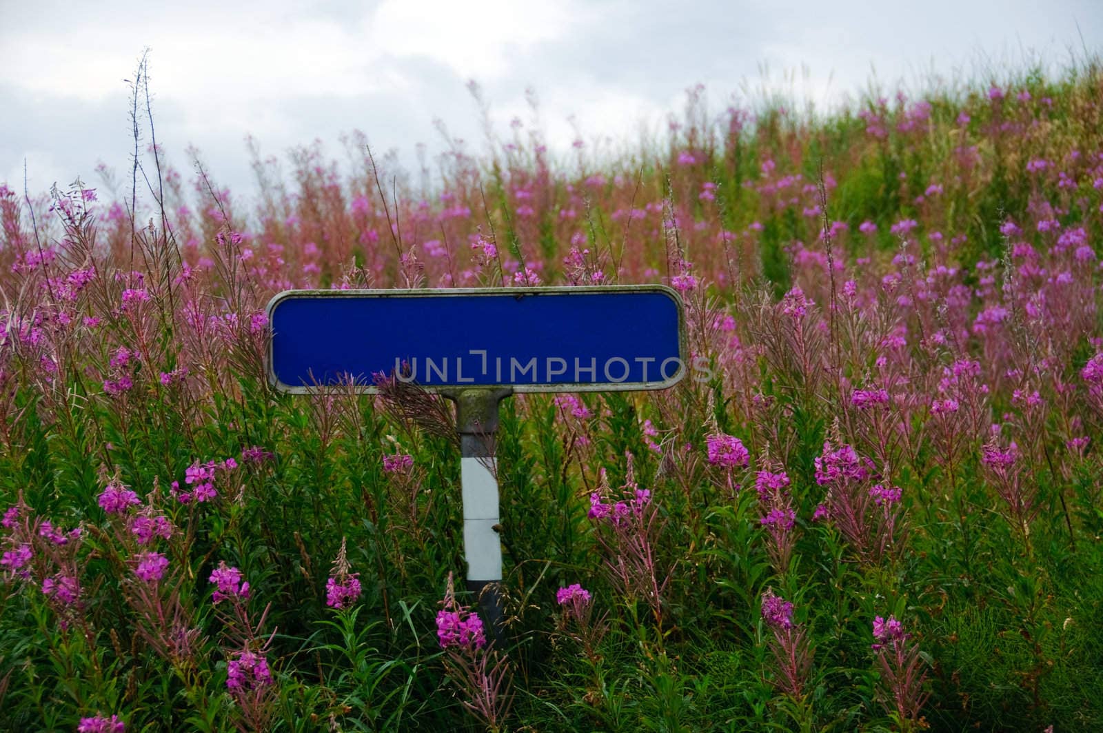 A blank street sign surrounded by pink flowers