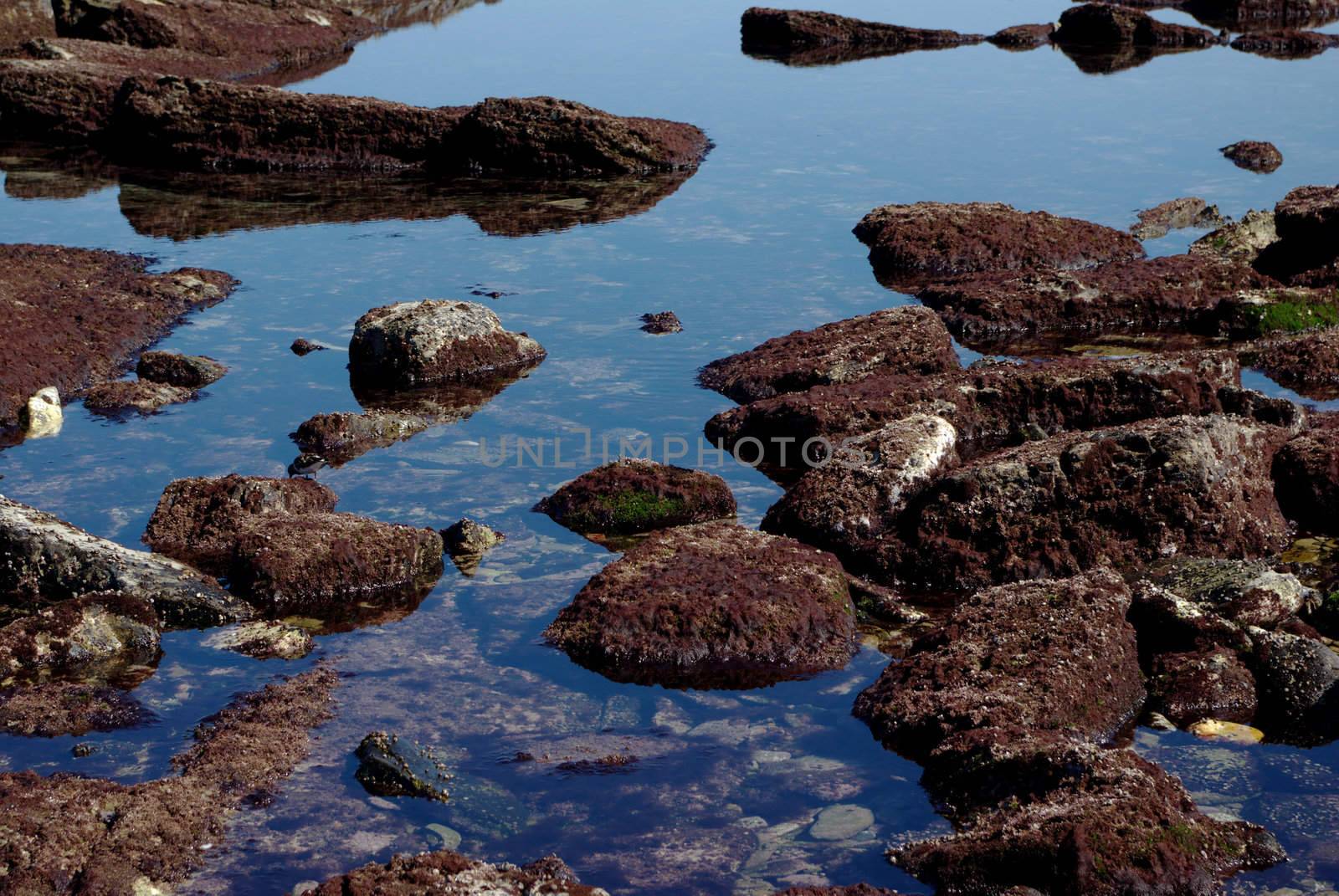 Zoom on rocks covered with red algae at low tide, with nice weather