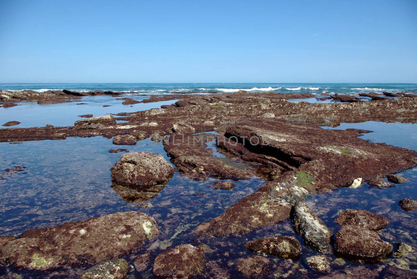 Rocks covered with red algae at low tide, with nice weather near St jean de Luz city, France.