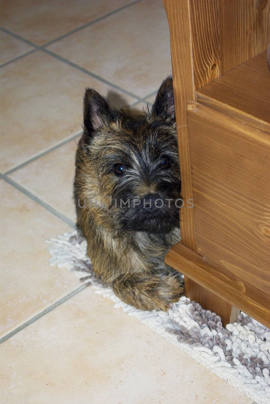 It's a puppy on the floor looking the camera behind a wood furniture