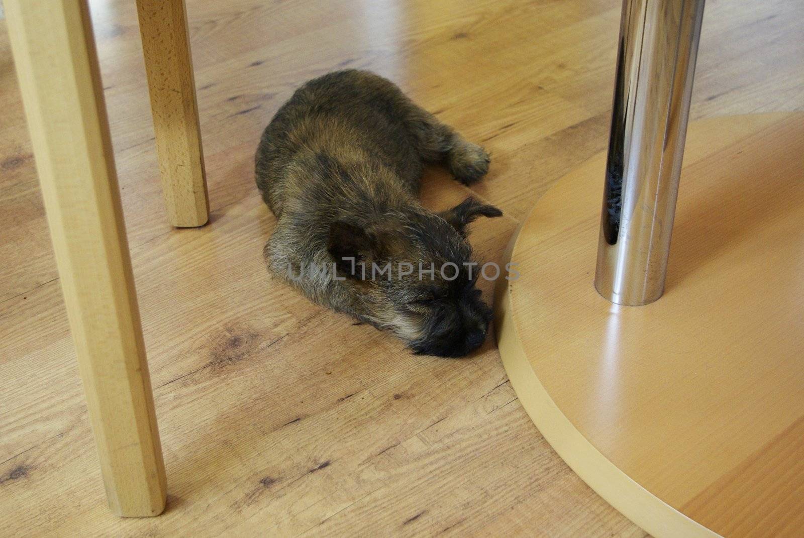 It's a very young puppy sleeping on the floor under a table