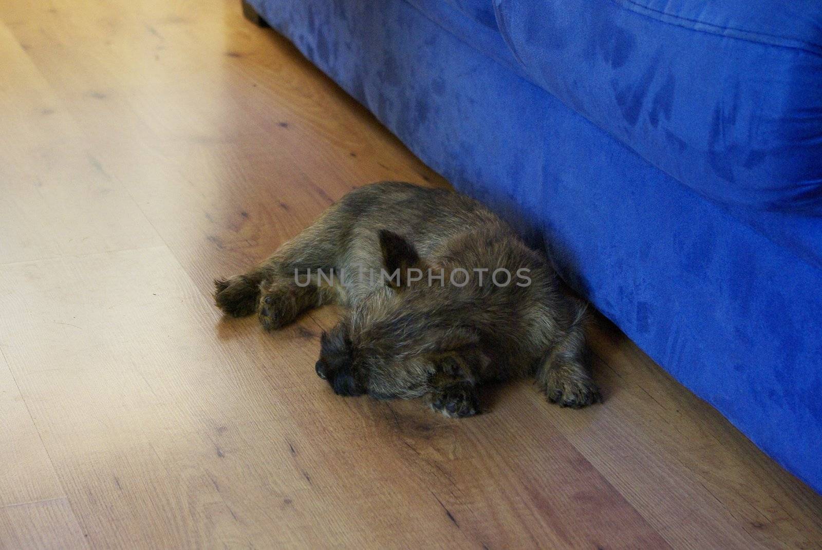 This is a very young puppy sleeping on the floor in front of a blue sofa.