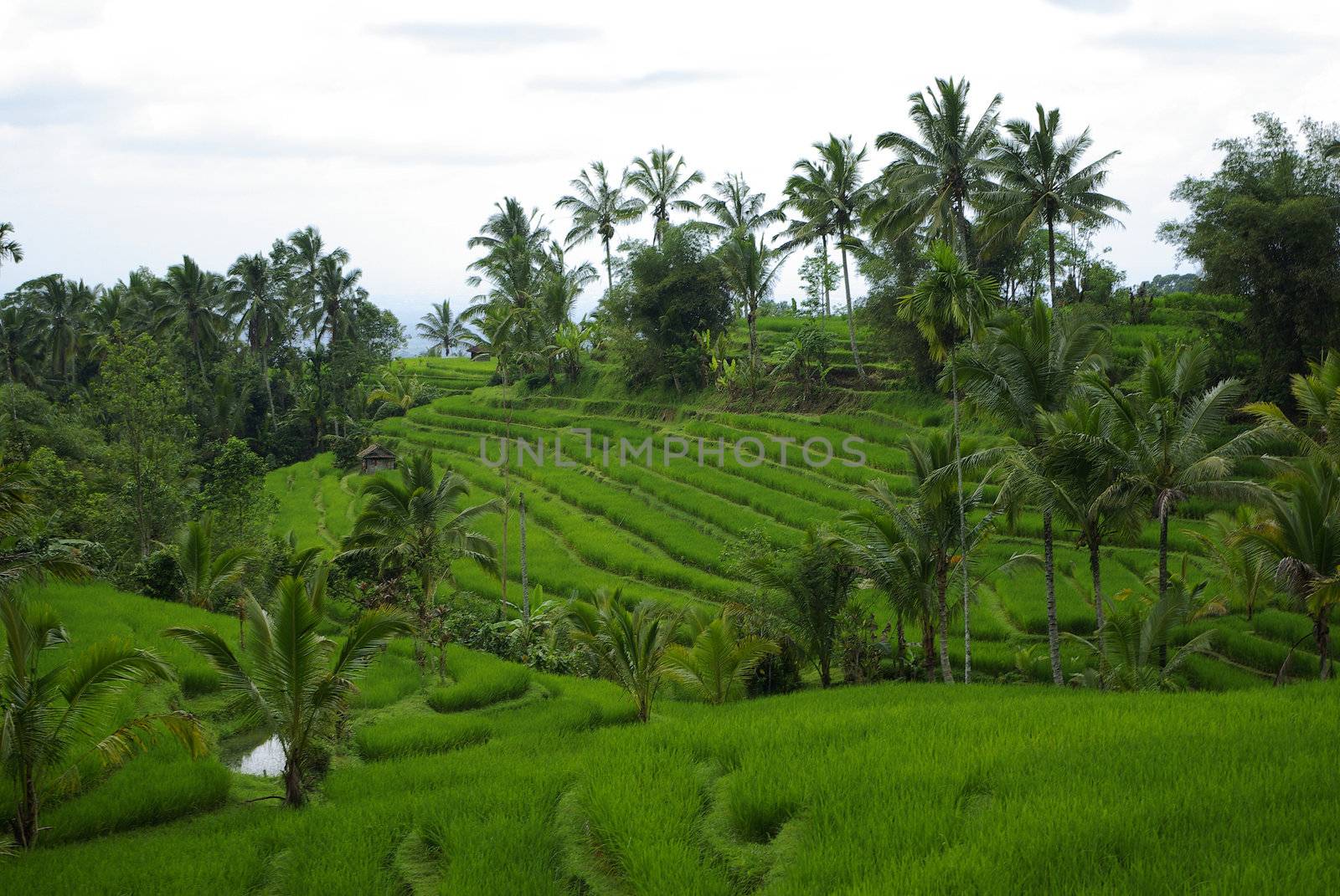 Lot of terrace ricefields and palms in Bali by shkyo30