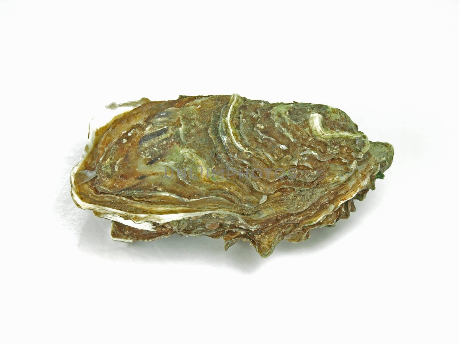 a single fresh oyster on white background