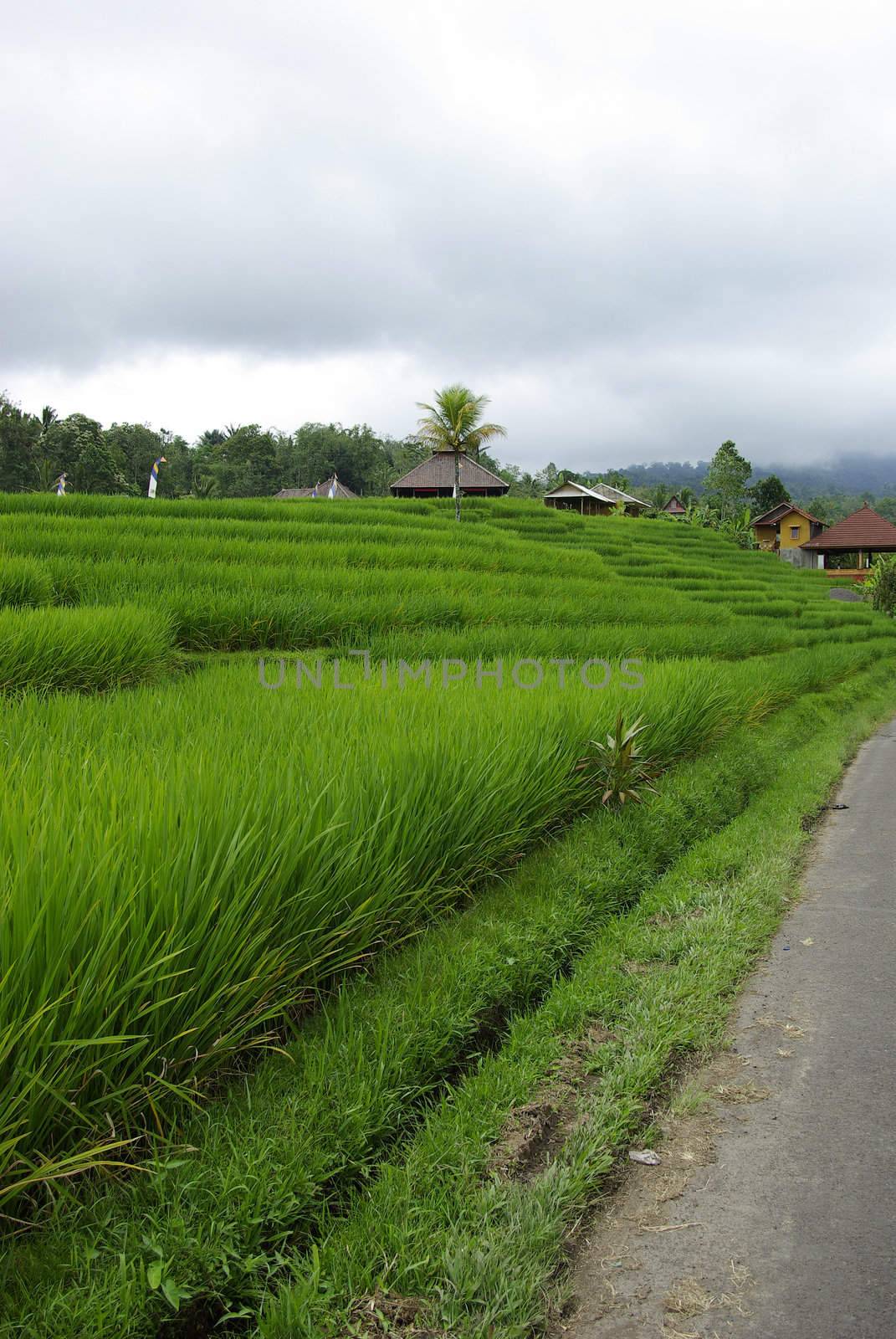 Ricefield and huts in Bali