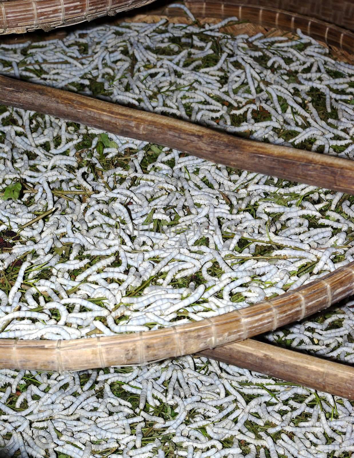 Close-up view on plenty of silk worms in a breeding in Vietnam