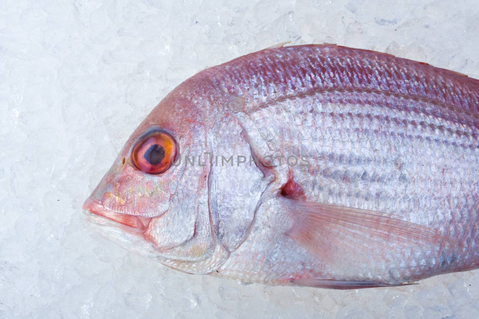 single raw gilthead fish on crushed ice