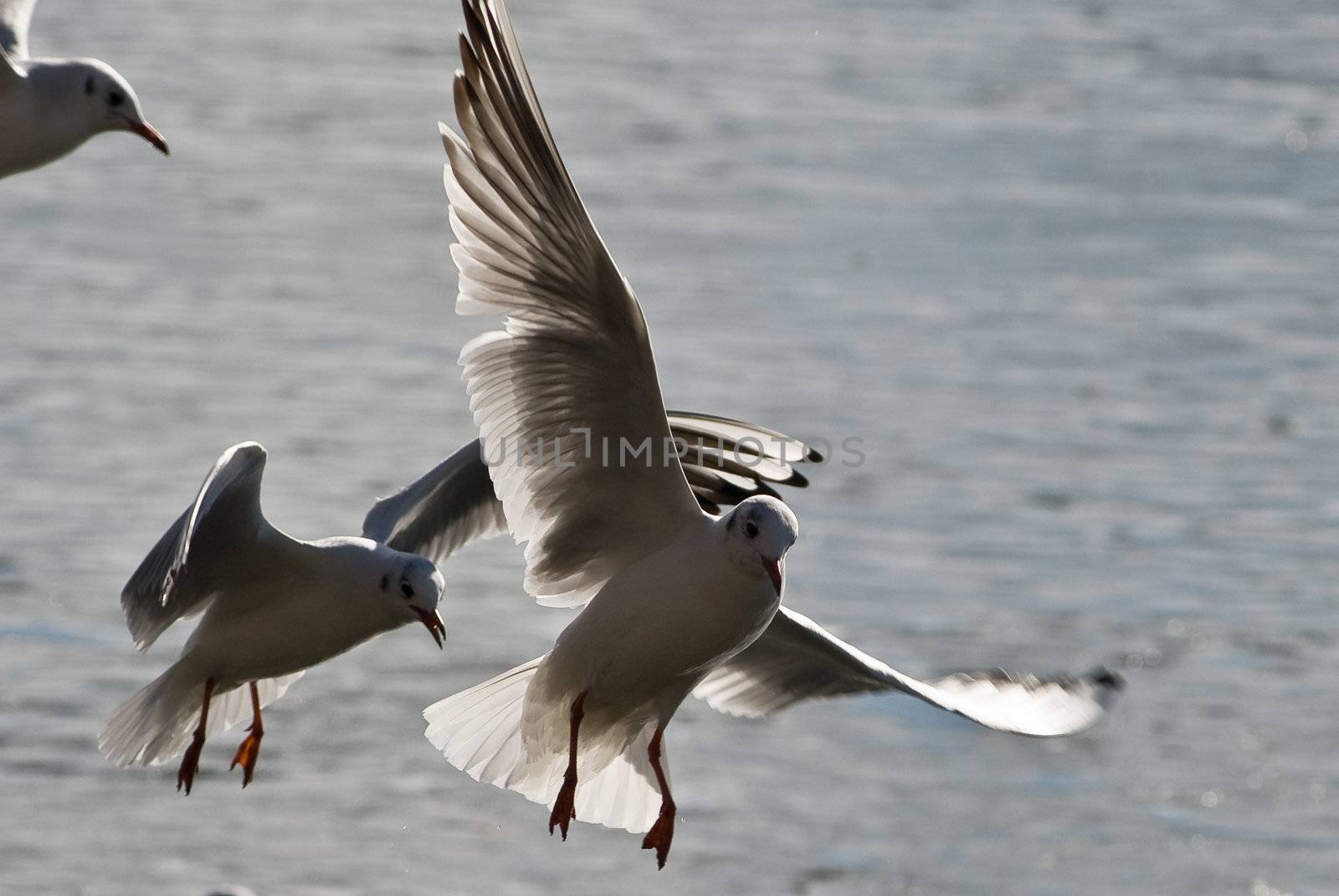 seagulls flying above the water the sunlight coming from the back