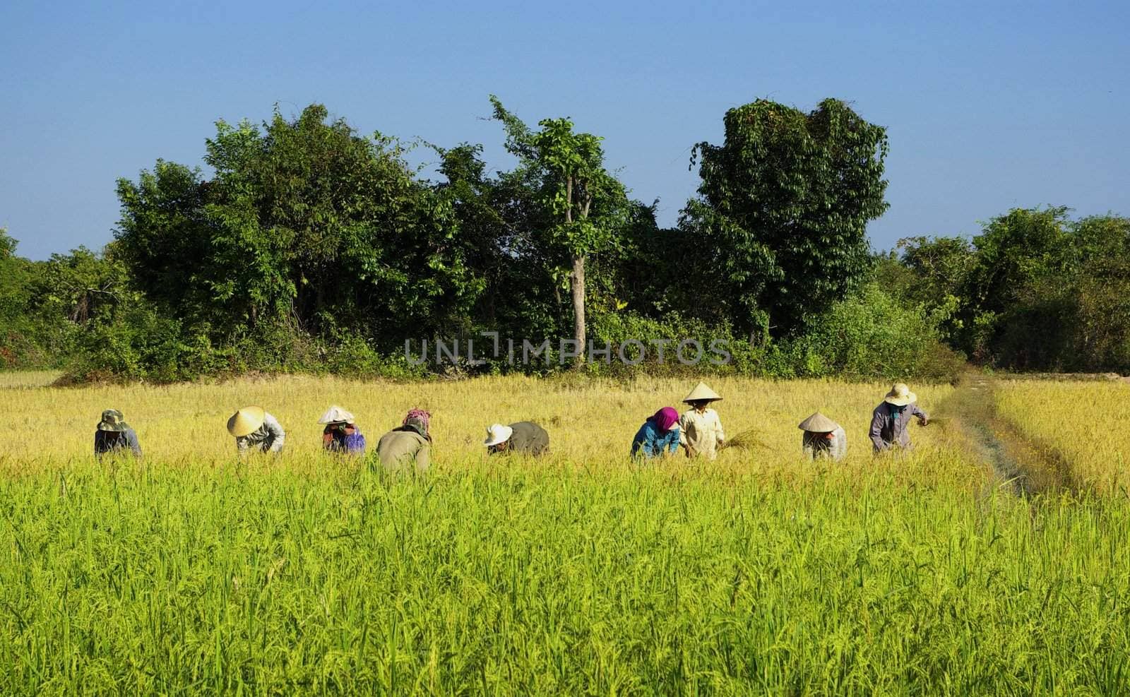 View of womens harvesting rice plants in a field in Vietnam