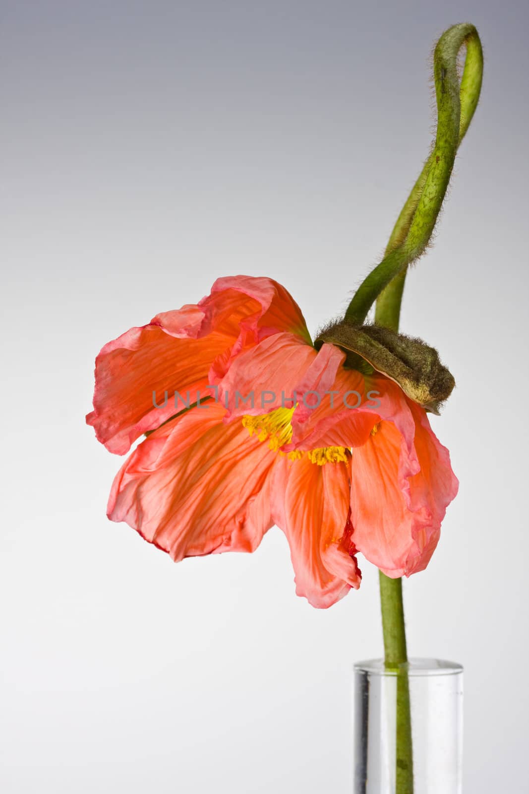 single poppy seed in a glass vase by bernjuer