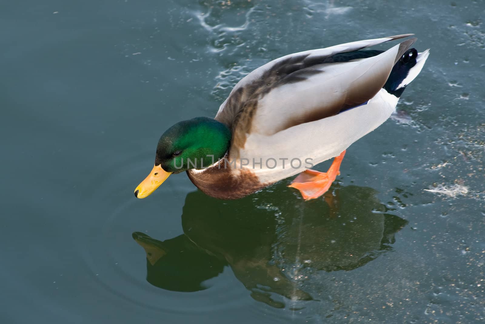 a duck standing in a lake on an ice floe looking in the water