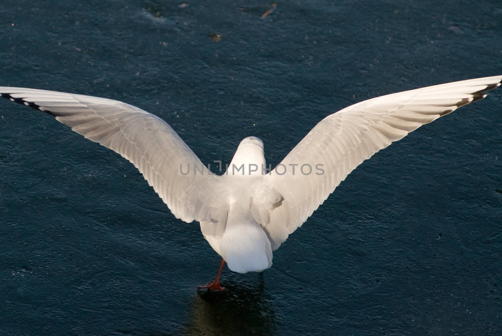 a seagull standing on an ice floe and raised her wings to take off