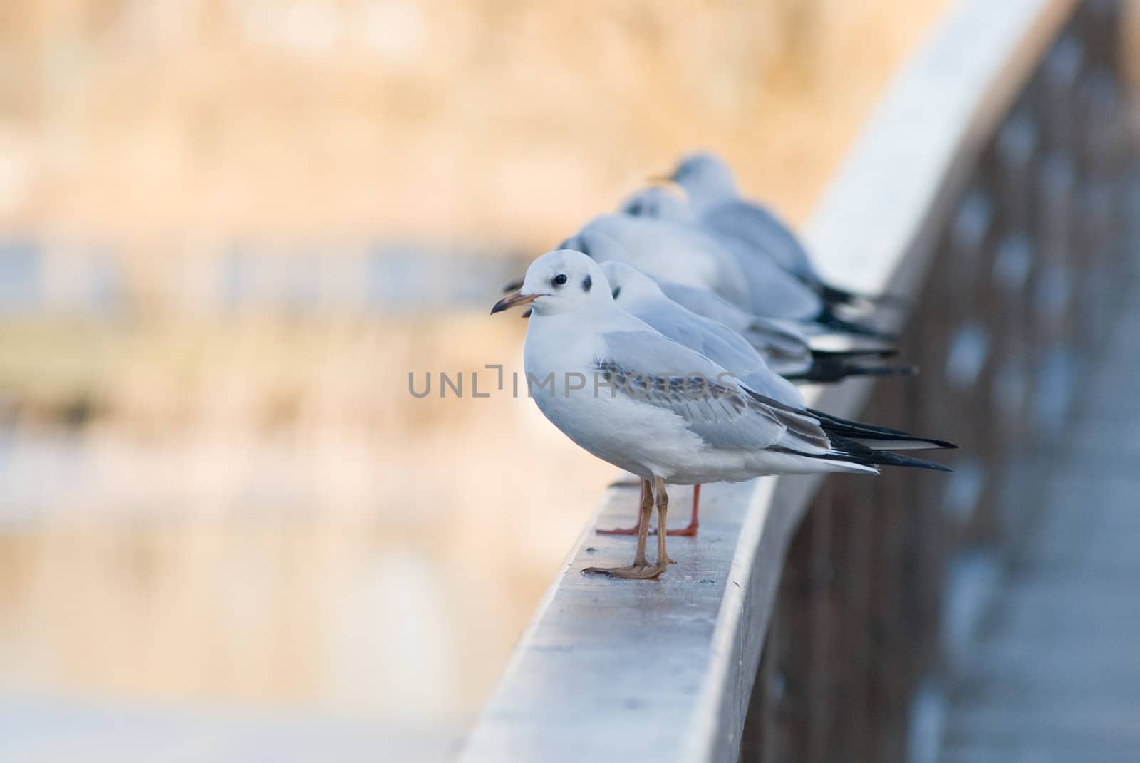 some seagulls sitting lined up on a balustrade of a bridge