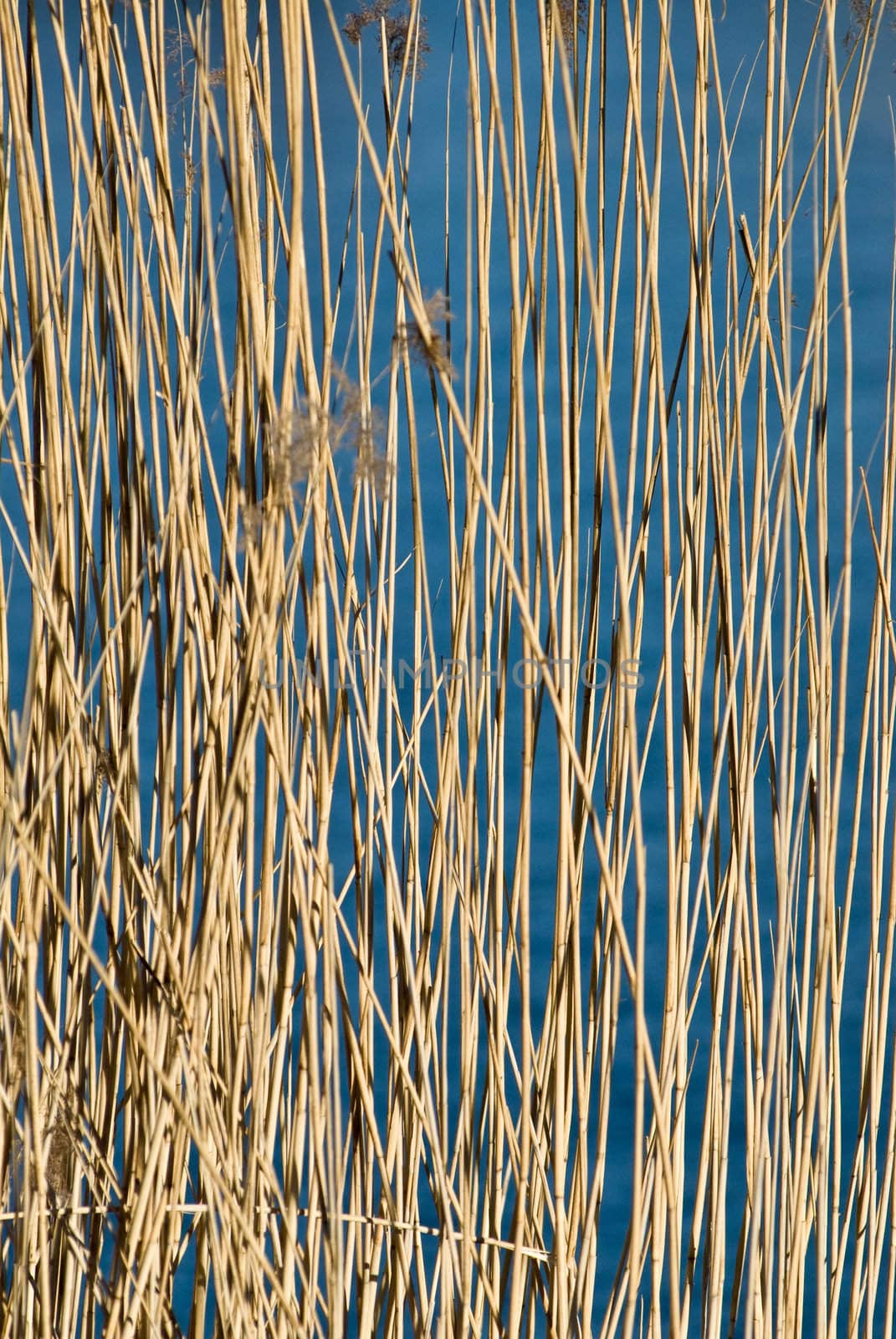 a background pattern with reeds and a frozen lake as blue background