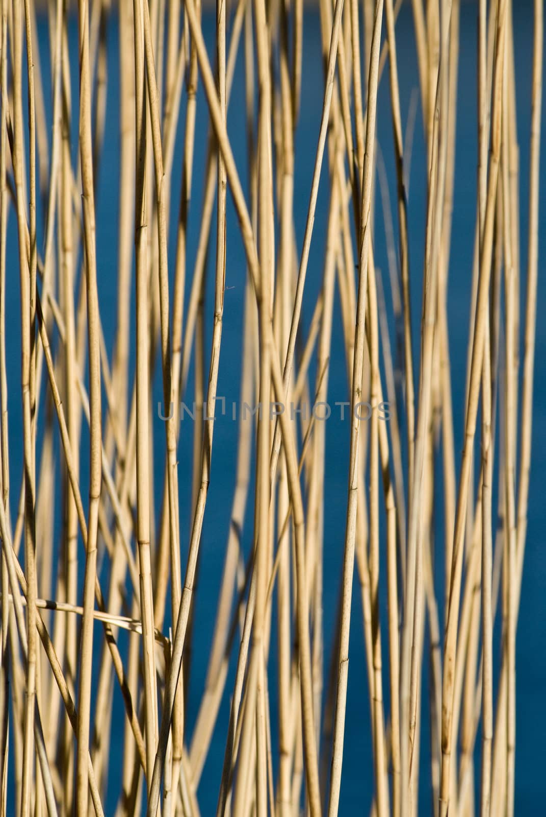 a background pattern with reeds and a frozen lake as blue background