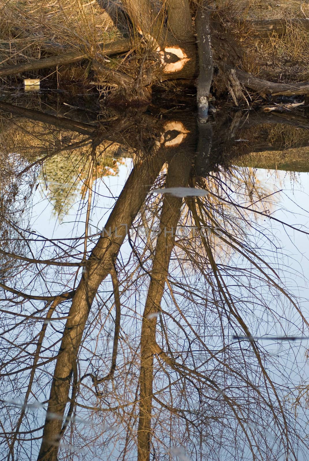 a park with a frozen lake where a big tree is reflected by the ice cap