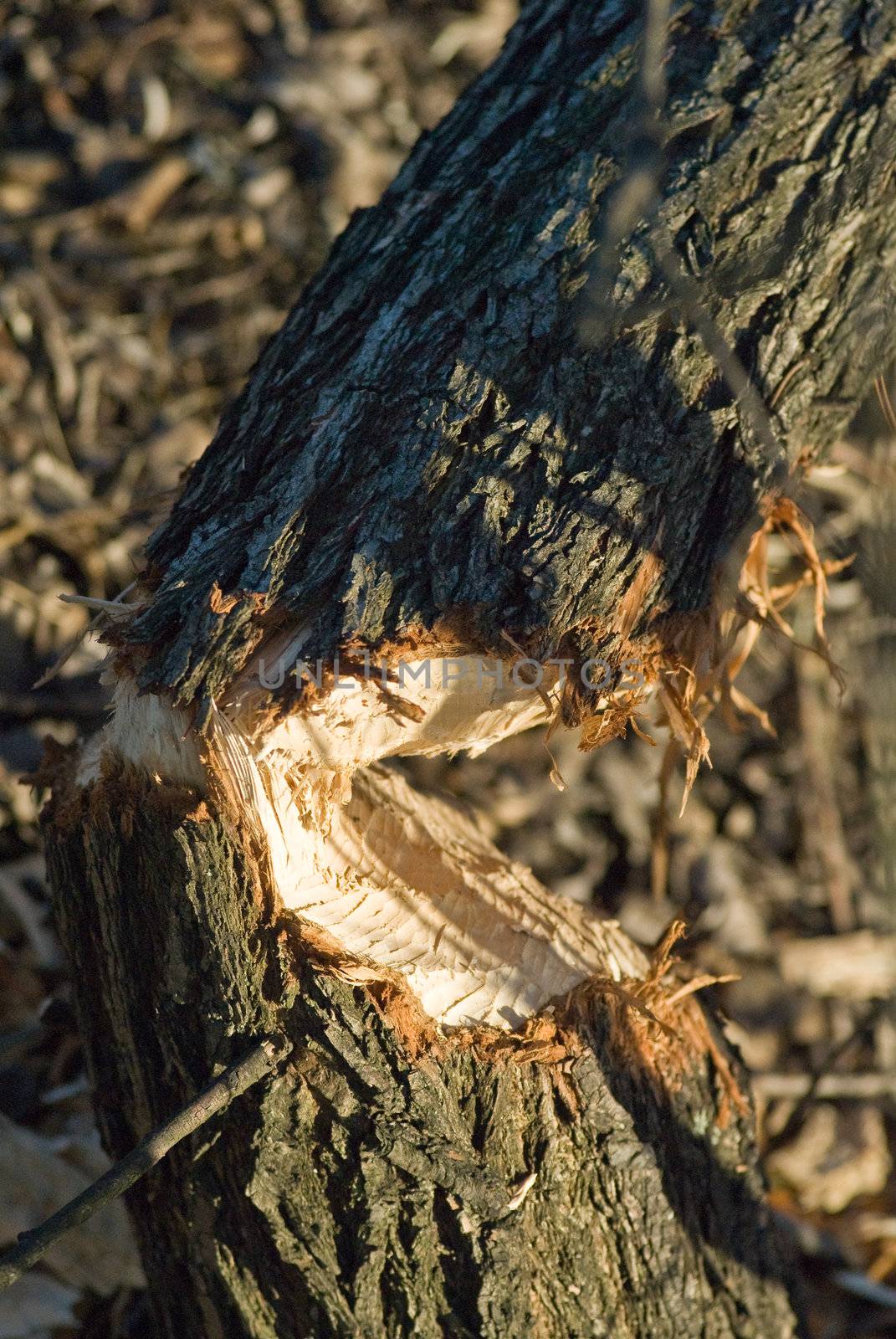 a tree heavily cropped of by beavers