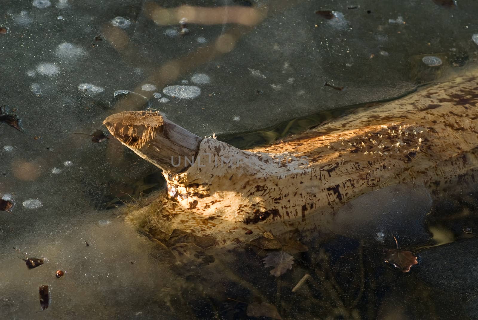 a stump lying in a frozen lake with the sun shining bright