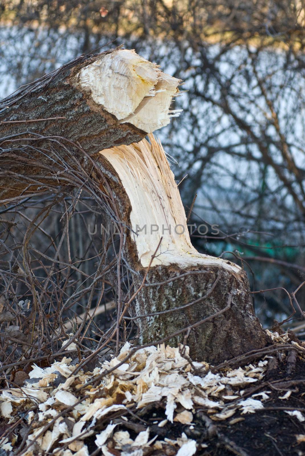 a tree heavily cropped of by beavers with wood shavings around the tree