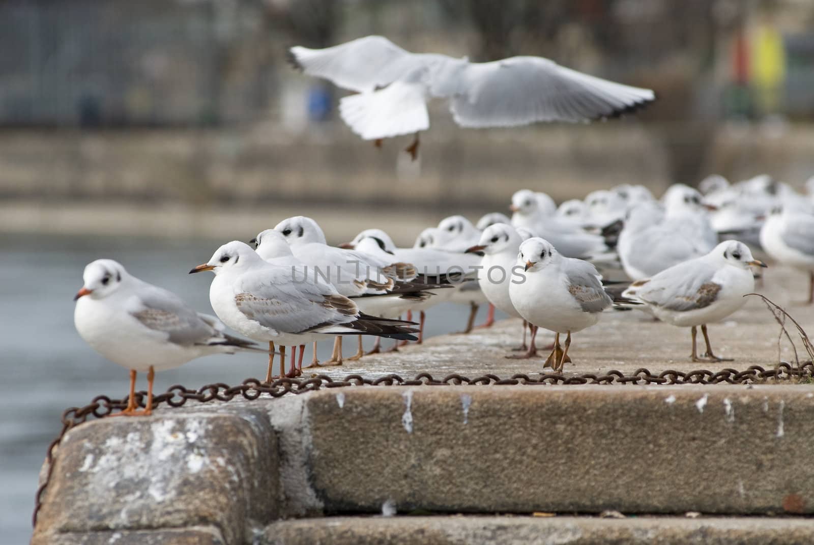 seagulls taking off beside the danube canal in vienna