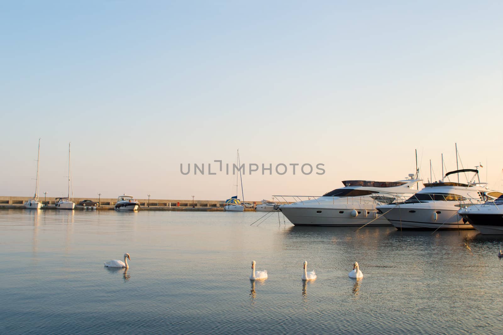 Swans and yachts in a silent bay