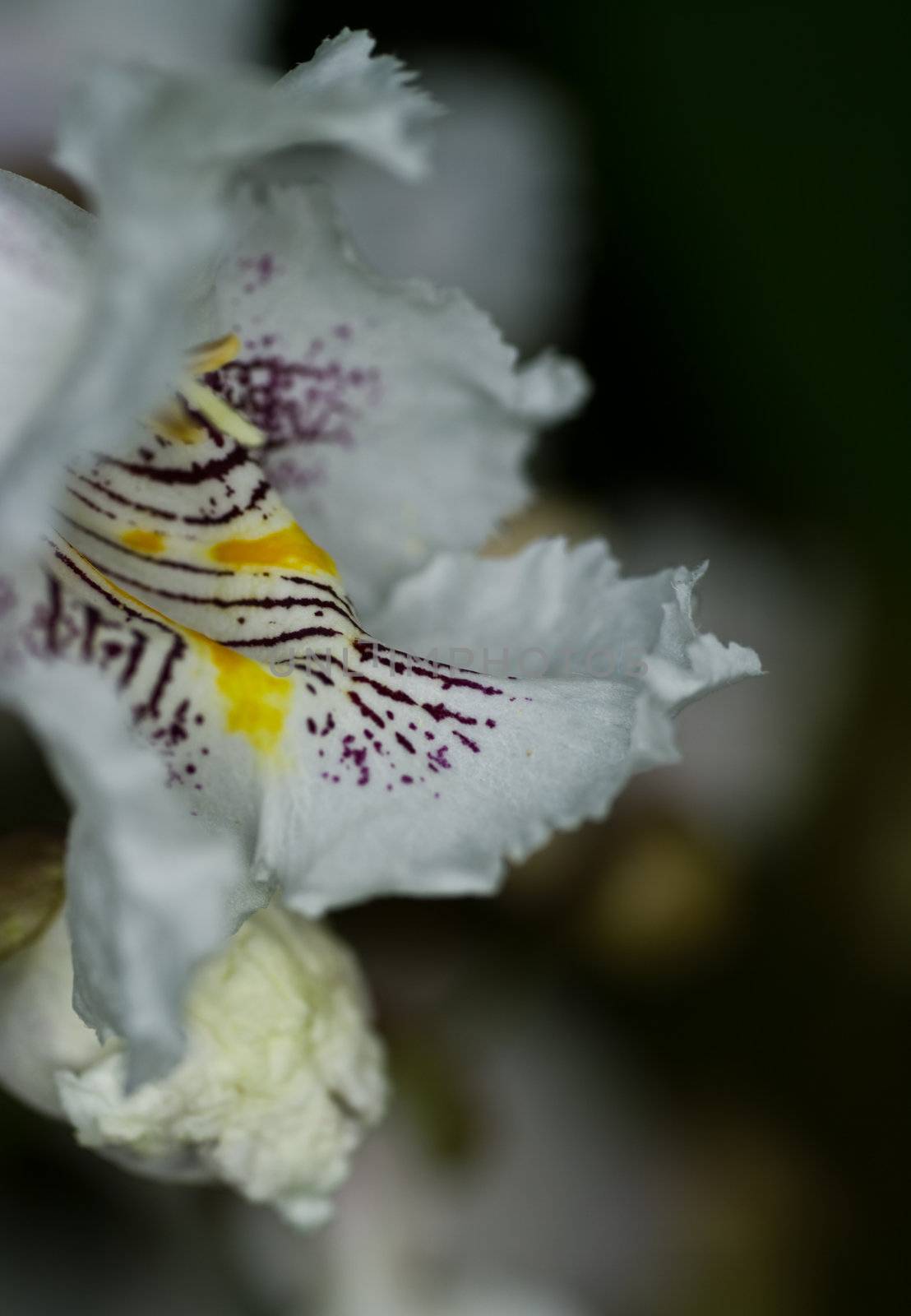 Flowers of Catalpa Tree also known as Indian Bean Tree or Cigar Tree.