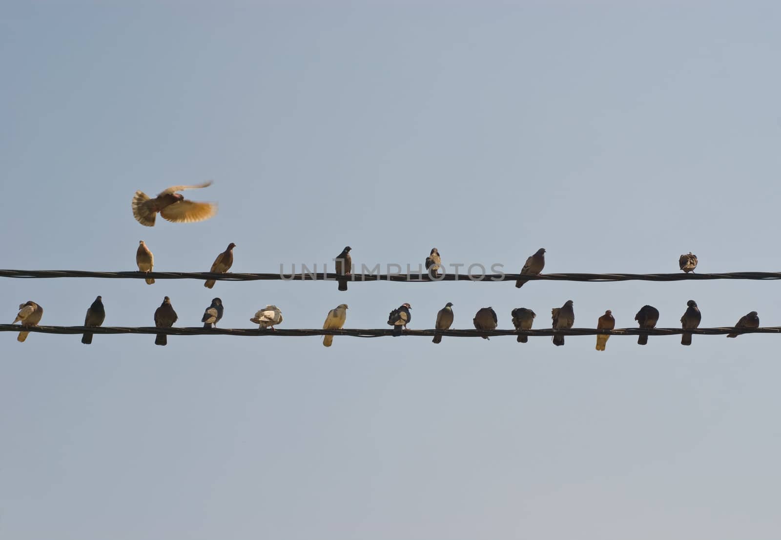 Pigeons sitting on electric wires.