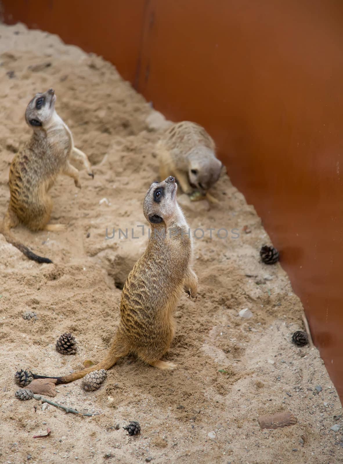 Suriсat (Suricata suricatta)