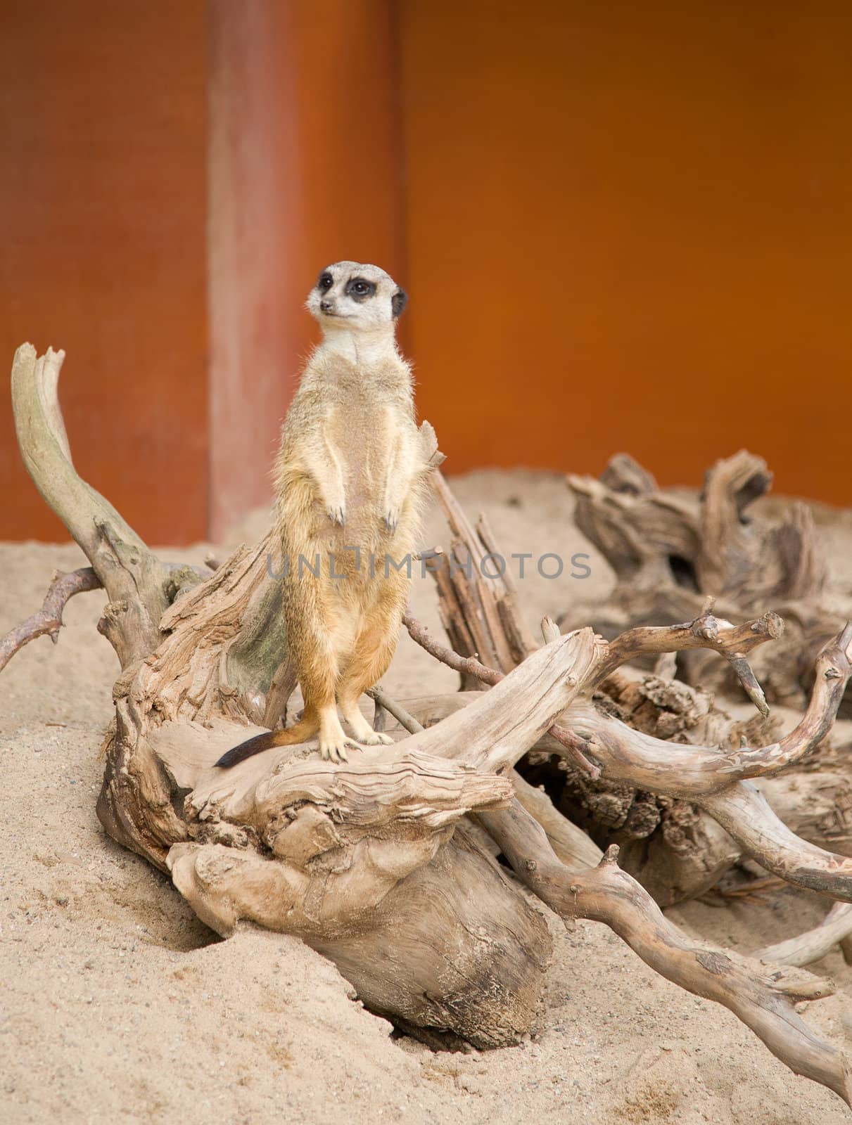 Suriсat (Suricata suricatta)