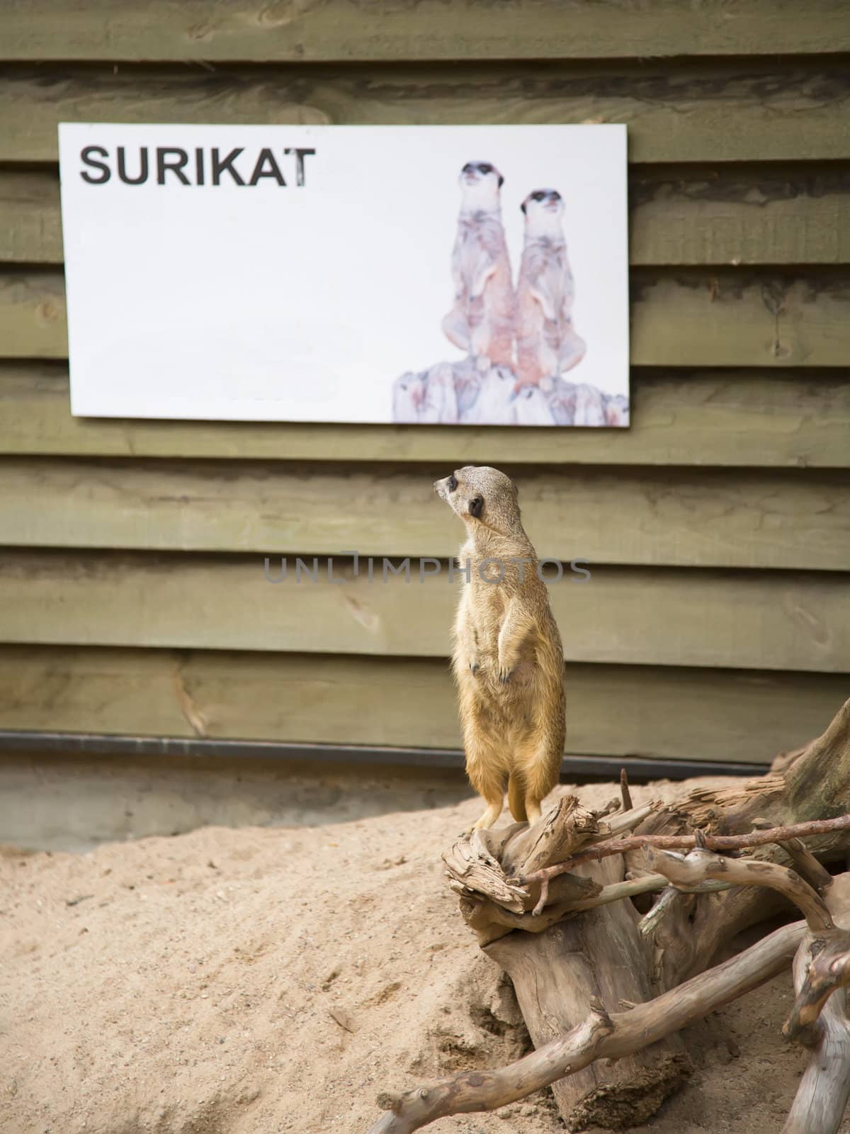 Suriсat (Suricata suricatta)